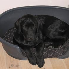 Labrador retriever Nemo