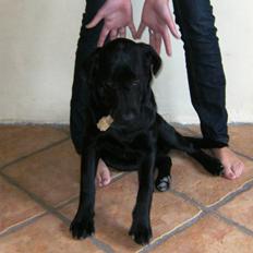 Labrador retriever Nemo