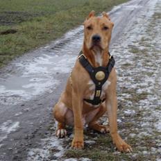 Amerikansk staffordshire terrier JACOB