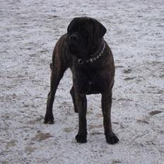 Mastiff Millenium Mastiffs Falcon