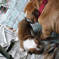 Engelsk bulldog Anton