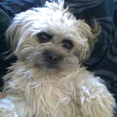 Blanding af racer Hollie