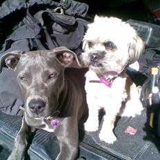 Blanding af racer Hollie