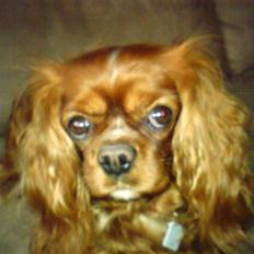 Cavalier king charles spaniel Aika R.I.P <3 ;/