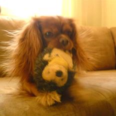 Cavalier king charles spaniel Aika R.I.P <3 ;/