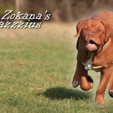 Dogue de bordeaux Zokana's Cazzzius