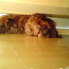 Cavalier king charles spaniel Aika R.I.P <3 ;/