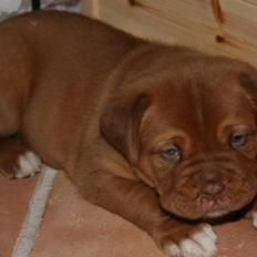 Dogue de bordeaux Zokana's Cazzzius