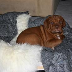 Dogue de bordeaux Zokana's Cazzzius
