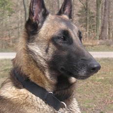 Malinois Isell´s Xibelle
