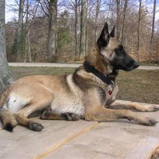 Malinois Isell´s Xibelle