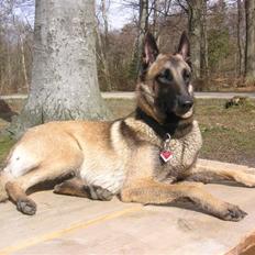Malinois Isell´s Xibelle