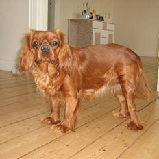Cavalier king charles spaniel Maggie