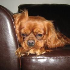 Cavalier king charles spaniel Maggie