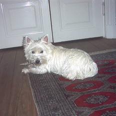 West highland white terrier Pingo 