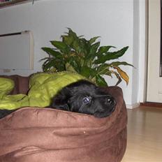 Blanding af racer Rossi