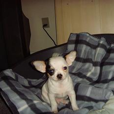 Chihuahua Charlie (Pirat Jack)