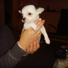 Chihuahua Charlie (Pirat Jack)