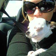 Chihuahua Charlie (Pirat Jack)