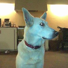 Hvid schæfer Jasmin