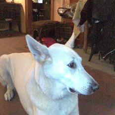 Hvid schæfer Jasmin