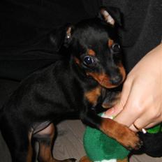 Dvaergpinscher Rødkildes Scirocco