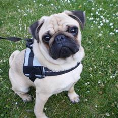 Mops Møffe