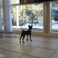 Dvaergpinscher Rødkildes Scirocco