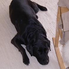 Labrador retriever tøsen R.I.P min dejlige