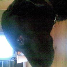 Labrador retriever tøsen R.I.P min dejlige