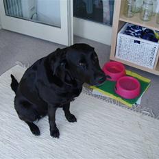 Labrador retriever tøsen R.I.P min dejlige