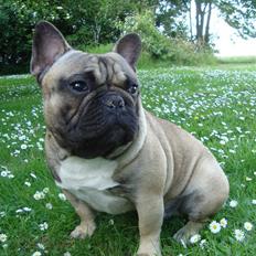 Fransk bulldog Oscar