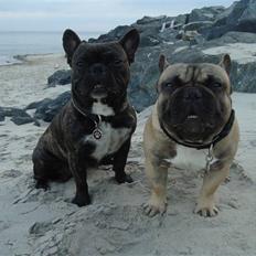 Fransk bulldog Oscar