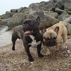 Fransk bulldog Oscar