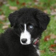 Blanding af racer Emma