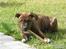 Blanding af racer Chili * Himmelhund*