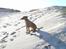 Rhodesian ridgeback Ozzy - Hvor længe skal jeg så sidde her og vente???