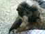 Shih tzu Buffy