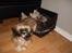 Shih tzu Buffy