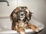 Shih tzu Buffy