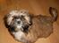 Shih tzu Buffy