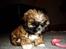Shih tzu Buffy
