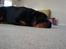 Rottweiler Freja  .. R.I.P<3<3<3<3