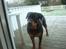 Rottweiler Freja  .. R.I.P<3<3<3<3