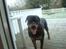 Rottweiler Freja  .. R.I.P<3<3<3<3