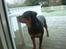 Rottweiler Freja  .. R.I.P<3<3<3<3