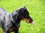 Blanding af racer Sia *R.I.P* - Se min lange tunge... nogne der vil have et kys..?