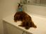 Cavalier king charles spaniel Cavalots Elvis