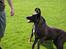Blanding af racer Lady *R.I.P* - Jeg ELSKER at løbe efter bolde...