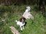 Field Trial spaniel Trille Lund